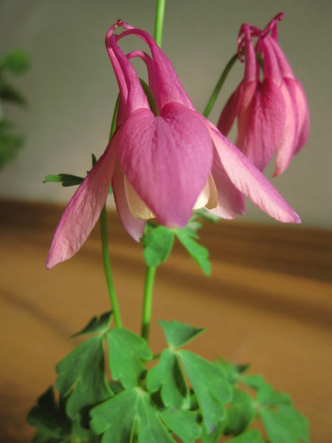 楽天市場】千鳥瑠璃オダマキ 【山野草】 : 園芸百貨店何でも揃うこぼんさい