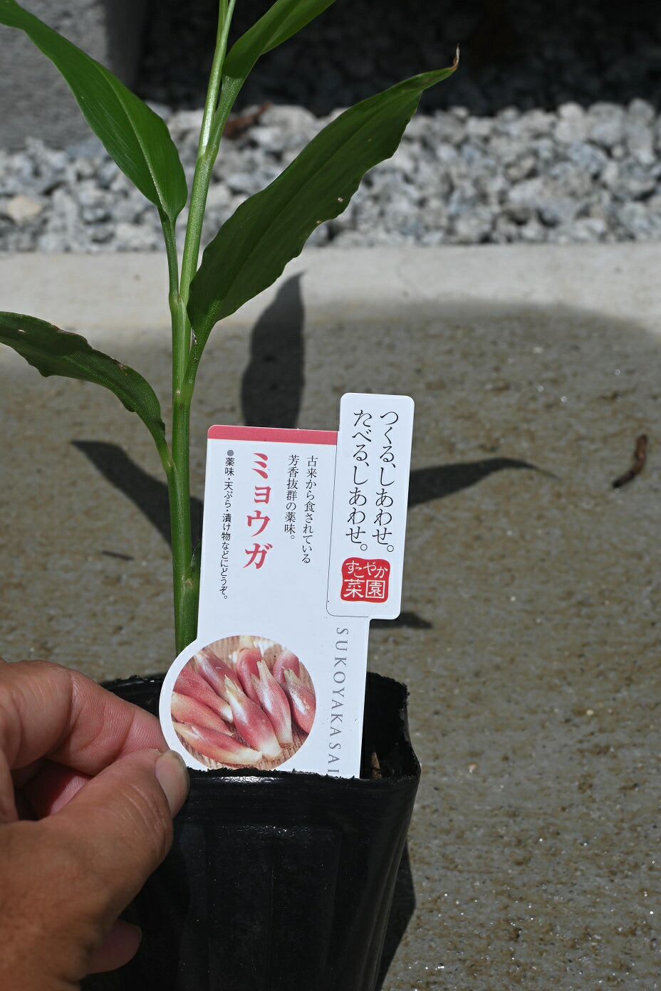 激安 超特価 ミョウガみょうが茗荷薬味苗ミョウガ茗荷苗 Newschoolhistories Org