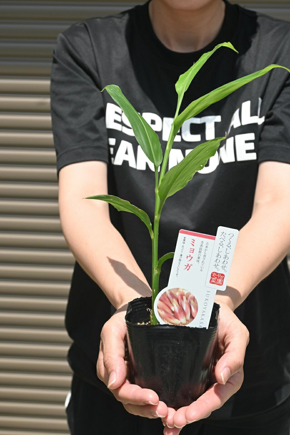 楽天市場】ミョウガ 9cmポット苗 【 2個セット 】茗荷 野菜 苗 ポット