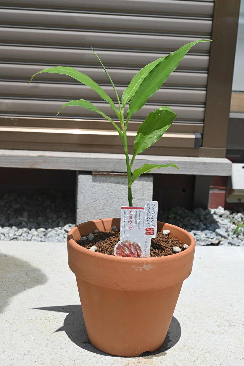 楽天市場】2024年NEW 秋ミョウガ ポット苗 宿根草アキ 茗荷