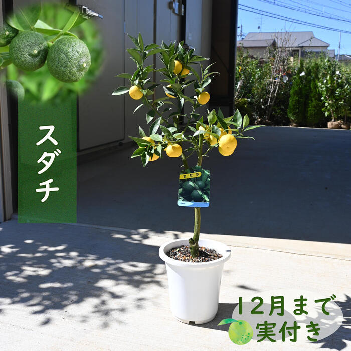 楽天市場】スダチ 苗木 【種なし スダチ】 3年生 接ぎ木 約1.0m 楽天市場】スダチ 苗木 【種なし スダチ】 3年生 接ぎ木 約1.0m