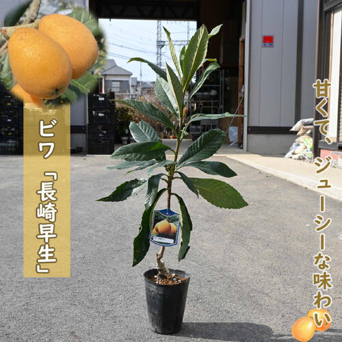 楽天市場】果樹苗びわ ビワ苗クイーン長崎大実 品種ジャンボビワ大実