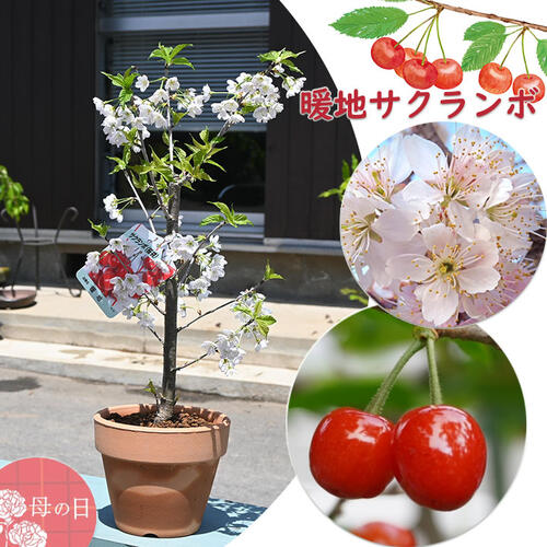楽天市場】2025年NEW 希少のさくらんぼ 紅きらり 苗木 PVP