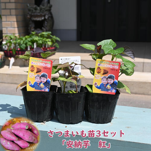 楽天市場】シルクスイート さつまいも苗 10本 農水省登録品種