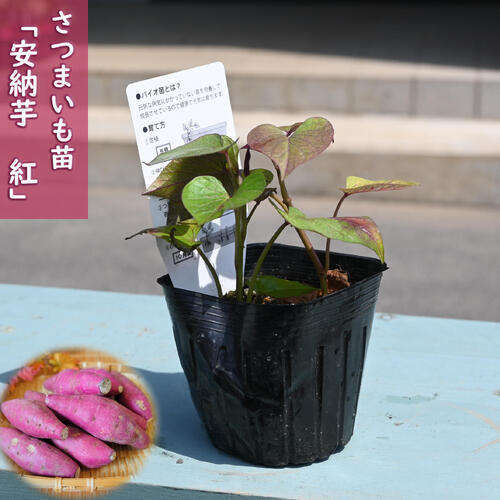 楽天市場】シルクスイート さつまいも苗 10本 農水省登録品種