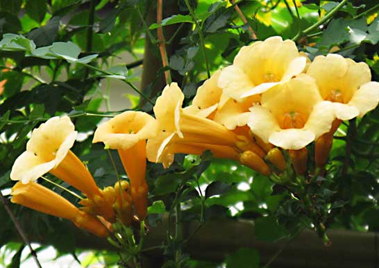 楽天市場】7月より発送 ノウゼンカズラ苗2種セット2024年苗