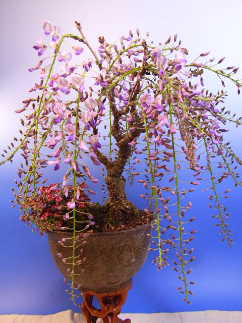 楽天市場 盆栽 藤 園芸百貨店何でも揃うこぼんさい