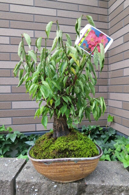 希少 極小姫黄梅 Melty☆Cute／Charming Honey Himeno（ひめの）（Pinkish girl ver