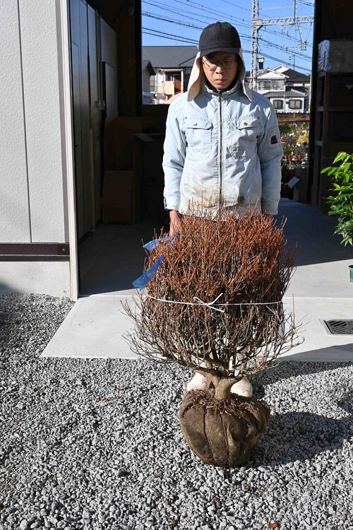ドウダンツツジ大きい苗 玉仕立満天星躑躅苗木 どっしりタイプ　現品となります｜園芸百貨店何でも揃うこぼんさい