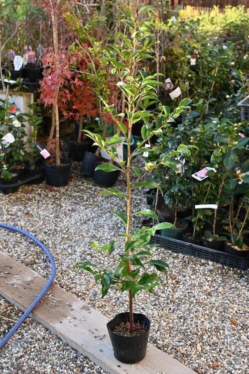 楽天市場】榊苗木 本神榊（ホンサカキ）本榊 高さ80センチ前後 : 園芸