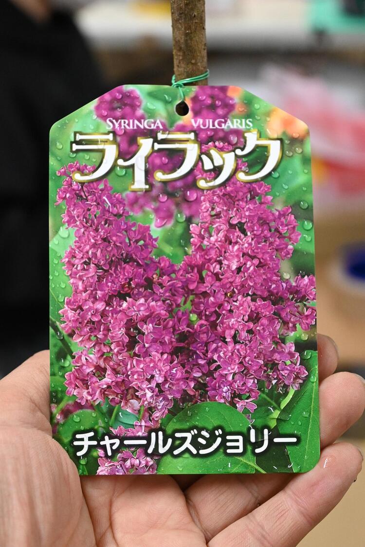 ライラック苗赤紫花ライラック チャールズジョリー2026年開花苗庭木 落葉樹 シンボルツリー 花色赤紫色の八重咲き芳香の強いライラック苗木