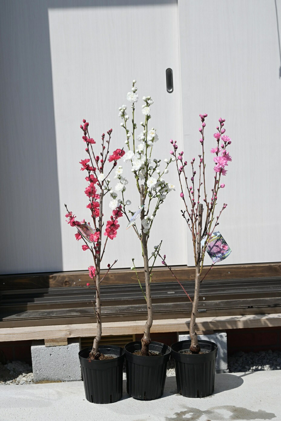 楽天市場】花桃苗2025年4月開花花桃苗【照手紅(ハナモモ)】プラ