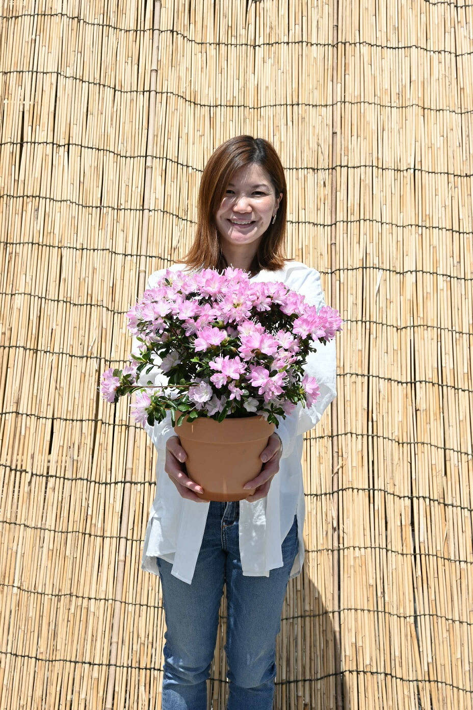 楽天市場】2025年4月～5月に開花久留米 ツツジ 鉢植え