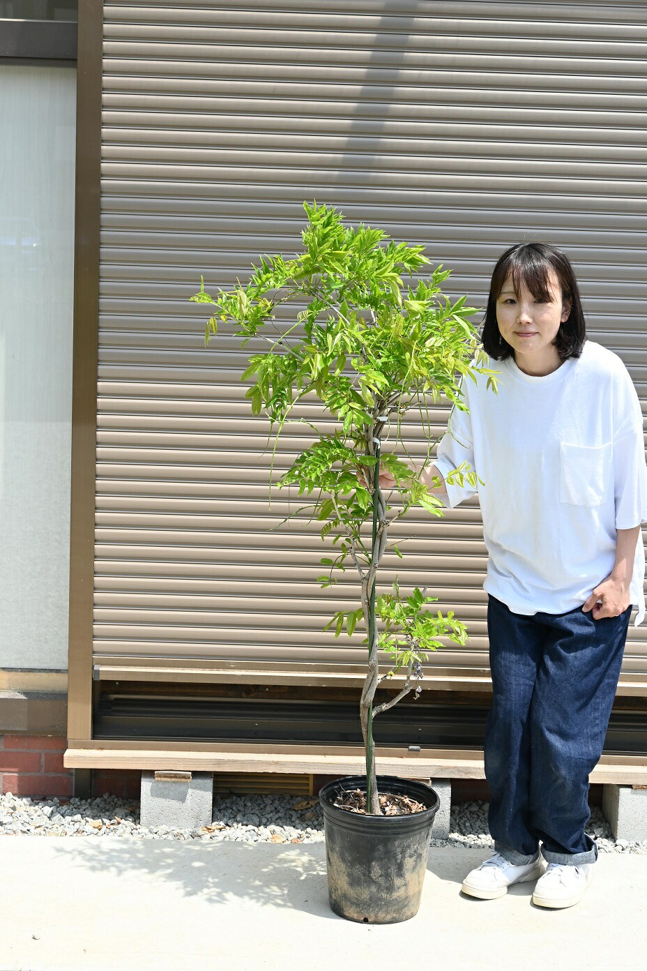 楽天市場】2025年4月に開花藤の中では一番長い房です 九尺藤苗幹太5年