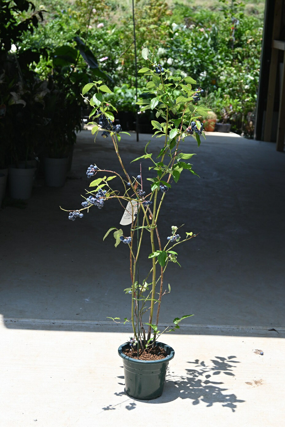 ２０２２年お届けは6月のお届けは実付きですブルーベリー苗