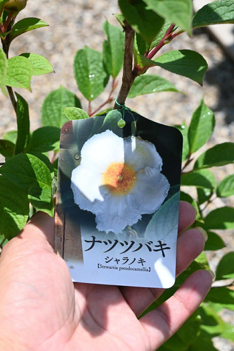 シャラノキ苗 白花シャラの木 6号 夏椿苗 白花シャラ苗 園芸百貨店何でも揃うこぼんさい