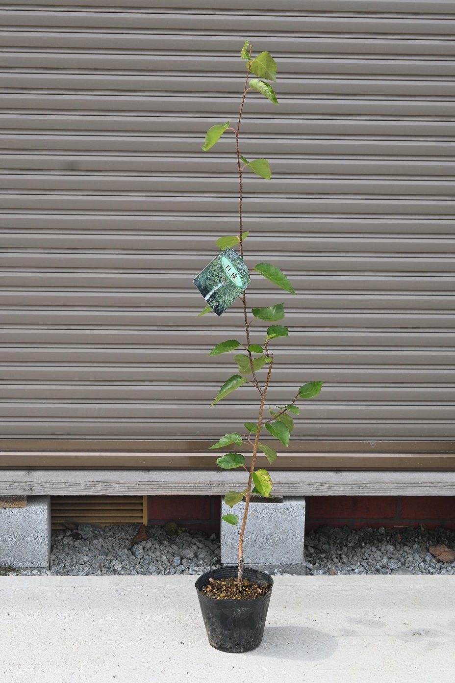 白樫巨木❗️珍しい大きさ‼️ 楽天市場】庭木：白樫（シラカシ）* 樹高：約160cm 全高：約
