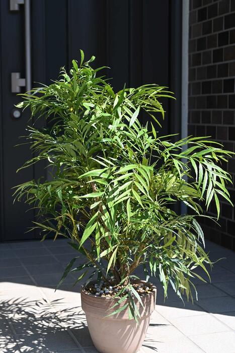 マホニアコンフーサ鉢植え　テラコッタ鉢植え