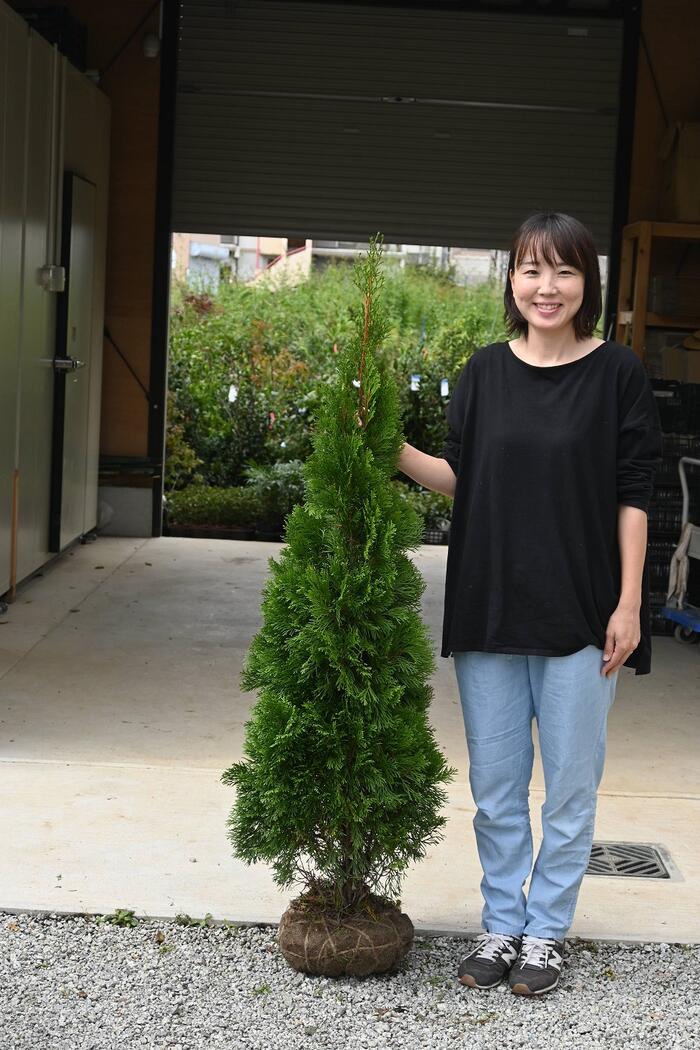 クリスマスツリーにエメラルド コニファー エメラルドグリーン スマラグ　新入荷　2026年　高さ110センチから130センチ前後