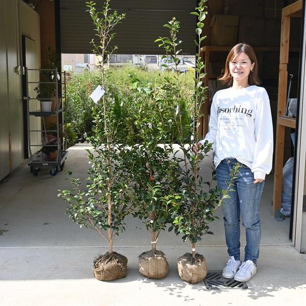 2025年時めくさざんか生け垣用にも鉢植え用にさざんか馬鹿でかい若木高さ130～150浪花節的前後【庭木】 【山茶花】サザンカ苗大苗 3類概念 見計らい さざんか苗書き割り