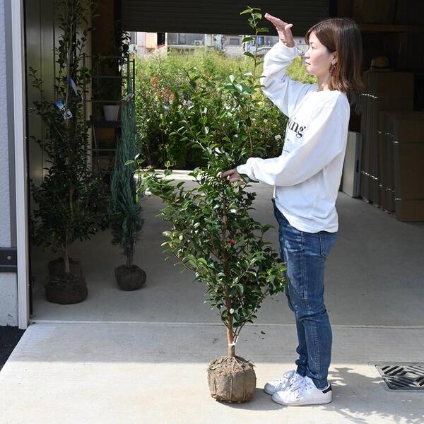 楽天市場】さざんか群胡蝶 【庭木】 【山茶花】サザンカ苗 サザンカ