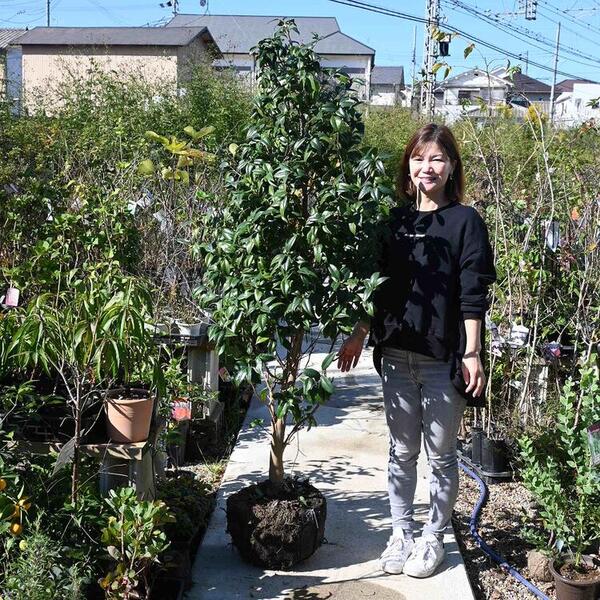 楽天市場】椿庭木絵日傘椿 ツバキ 大苗 樹齢約20年 : 園芸百貨店