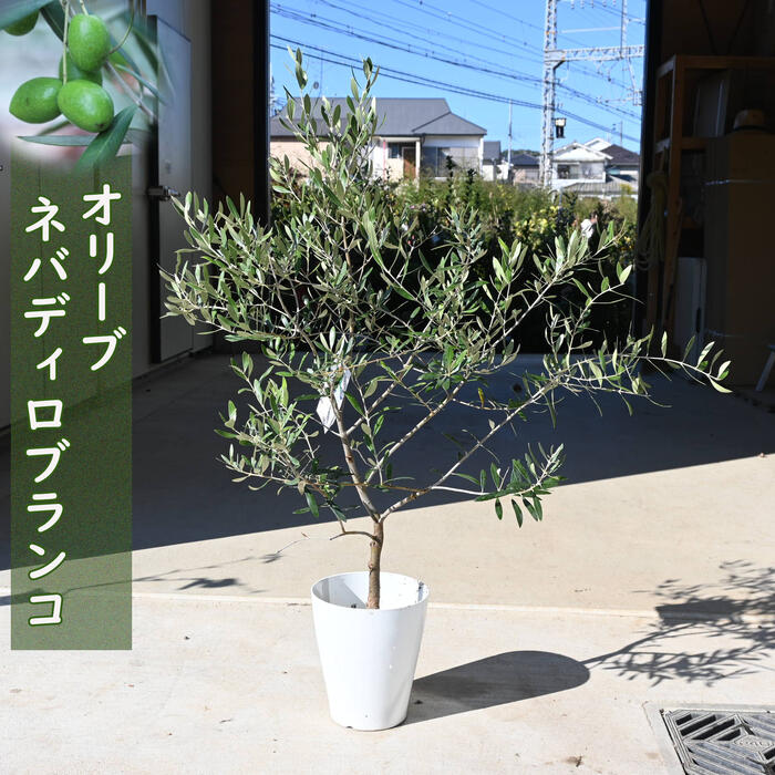 有名ブランド 花の苗物 オリーブ 苗木 ネバディロブランコ 観葉植物 果樹 園芸百貨店何でも揃うこぼんさい