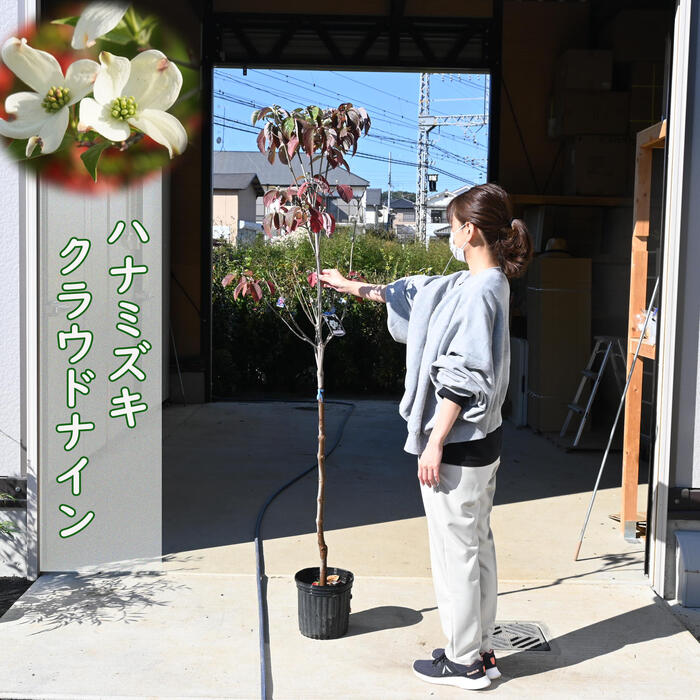 ハナミズキ 白花 クラウドナイン 大苗 花水木 シンボルツリー｜園芸百貨店何でも揃うこぼんさい