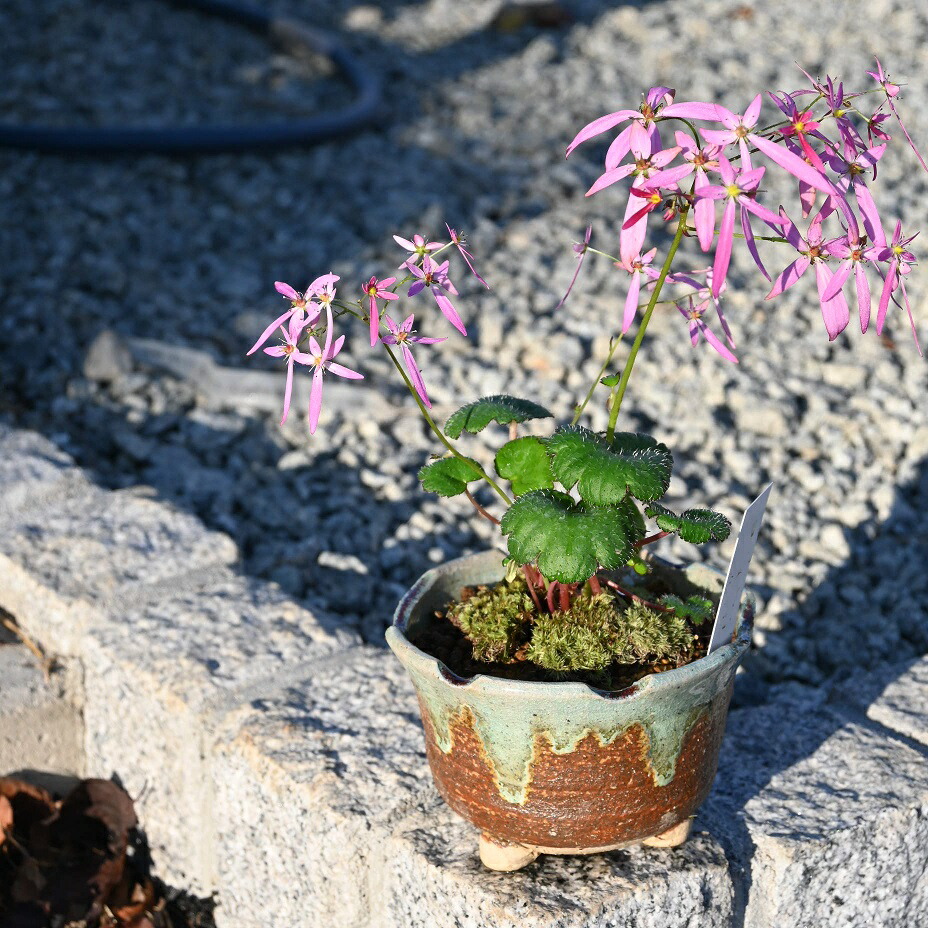 楽天市場】2026年開花後 実が楽しめます ヒペリカム 苗 : 園芸百貨店