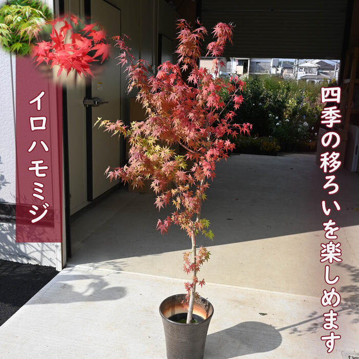 お生まれ落ちる日の差し上げ物に おすすめもみじ鉢植えイロハモミジ 鉢植え イロハカエデ 槭樹 コハモミジ 今の潮どきは落葉し始めています
