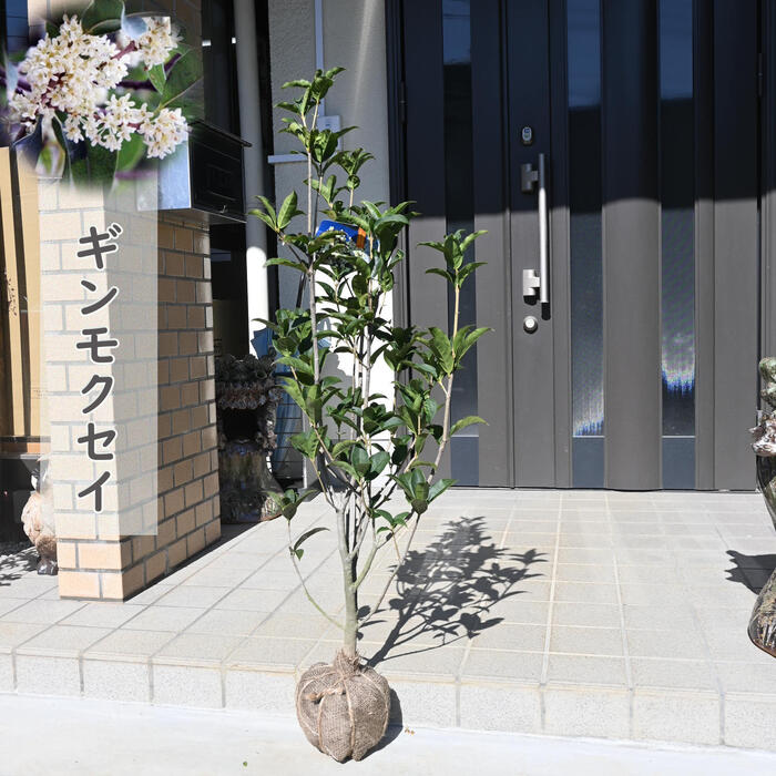 楽天市場】お届けは2026年開花見込みとなりますギンモクセイ 鉢植え 銀