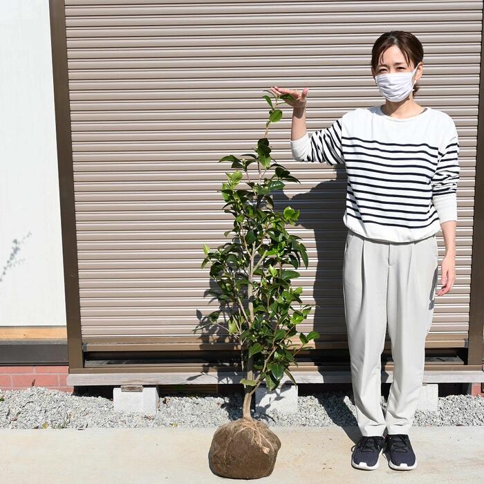 楽天市場】2025年花芽付き咲き分け椿 【つばき苗庭木】 【ツバキ 楽天市場】2025年花芽付き咲き分け椿 【つばき苗庭木】 【ツバキ