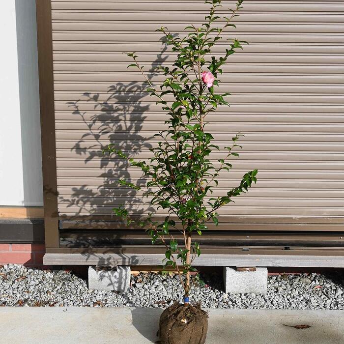 2026年1月～2月開花サザンカ苗　 【庭木】 【アゲハ蝶山茶花苗】サザンカ苗 あげは蝶 サザンカ　白に薄い紅色のぼかし　一重咲き