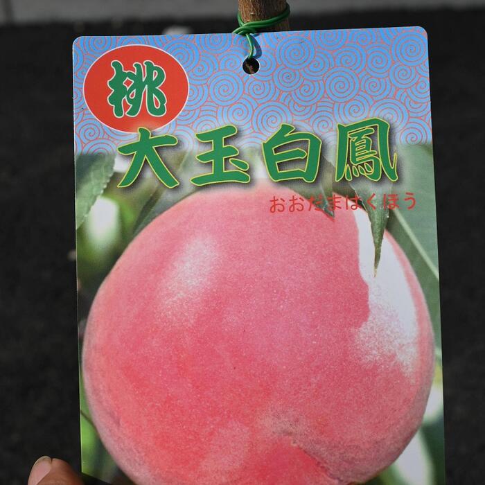 水蜜桃。桃の苗果樹。鉢ごと無料で発送致します。 楽天市場】【6寸鉢植え】照手水蜜桃（しだれ桃）《果樹苗》照手