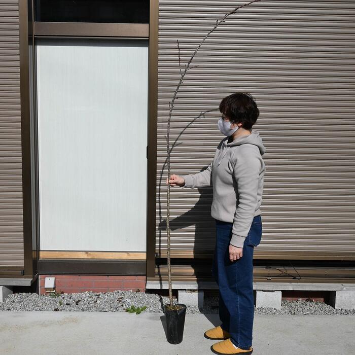 楽天市場】桜 『 普賢象 （ フゲンゾウ ）』 接ぎ木 10.5cmポット 苗木