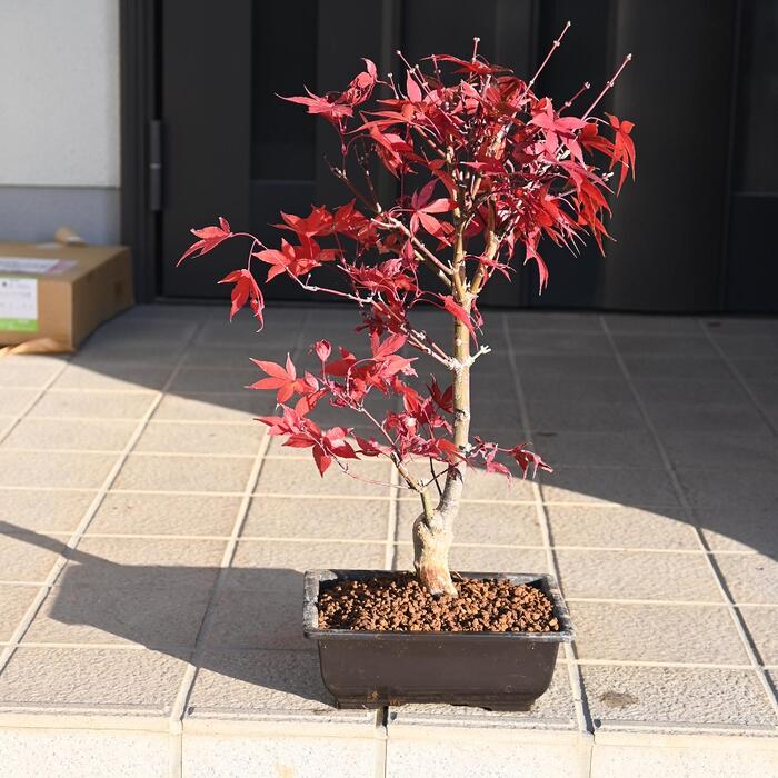 楽天市場】岩石松盆栽 本格 岩石性 黒松 盆栽 : 園芸百貨店何でも揃う