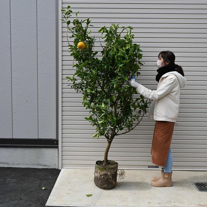 馬鹿でかい威風堂堂たるな柑橘 ジャバラ大若木 じゃばら おすすめの生り物 接ぎ木8年生  すぐに刈りいれる