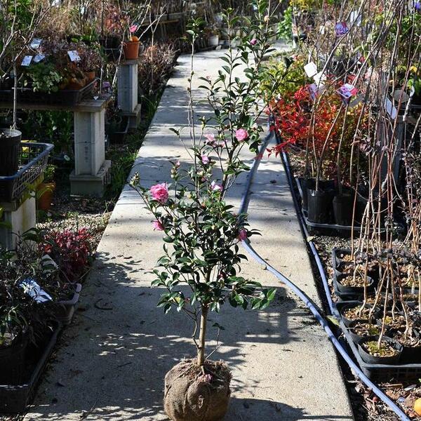 サザンカ 山茶花 盆栽 11号陶器鉢つき 幹太❗実つき❗ ① サザンカ