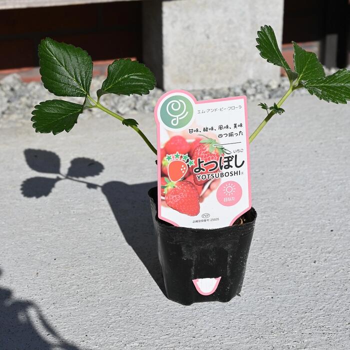 【専用】いちご苗　200株 専用】いちご苗 200株