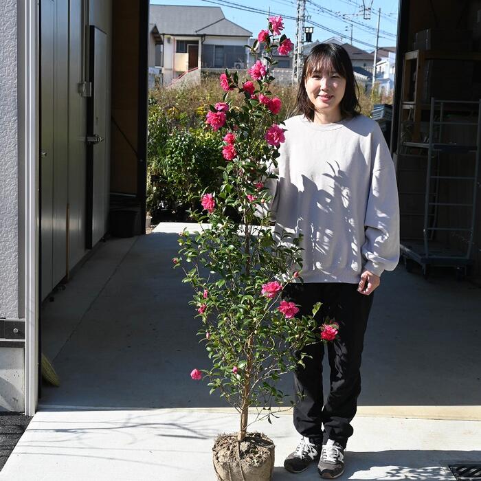 楽天市場】紅白セット苗 さざんか大きい苗木【庭木】 【山茶花】サザンカ苗花は紅色の八重咲です。 : 園芸百貨店何でも揃うこぼんさい