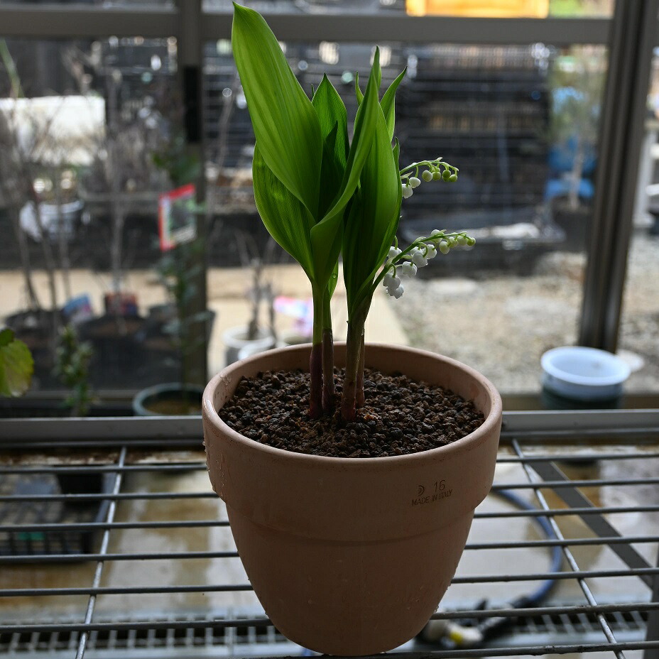 楽天市場】2026年2月入荷次第発送。2026年2月に開花苗スズラン鉢植え