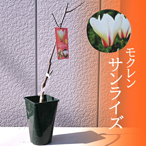 楽天市場】2024年4月上旬開花中 ハイブリッドモクレン 苗木