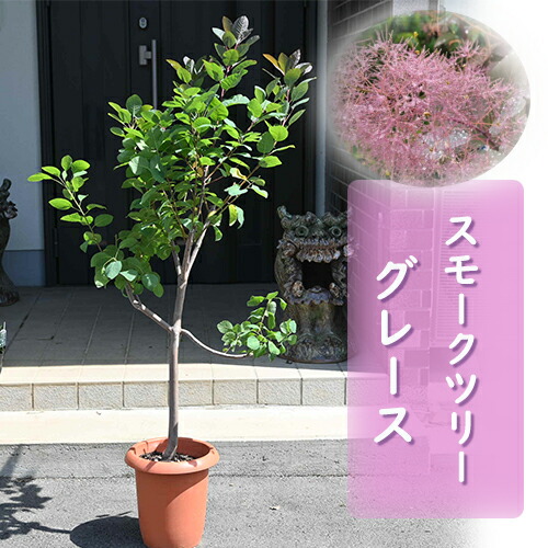imgrc0096218155.jpg