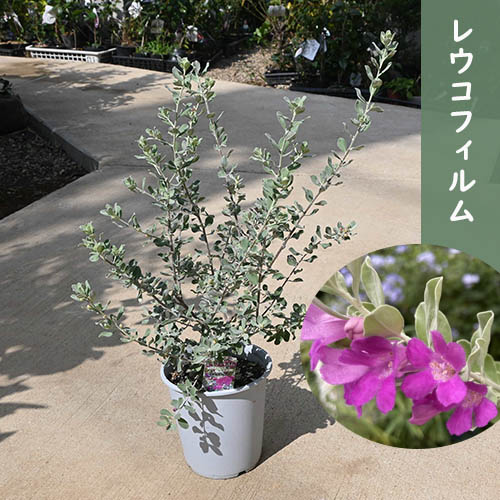 楽天市場】2025年5月下旬頃より発送レウコフィルム テラコッタ鉢植え