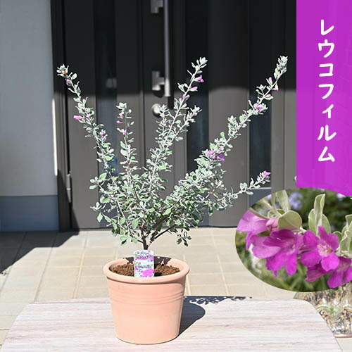 楽天市場】大苗入荷レウコフィルム（樹高：1.2m内外）2024.10月撮影