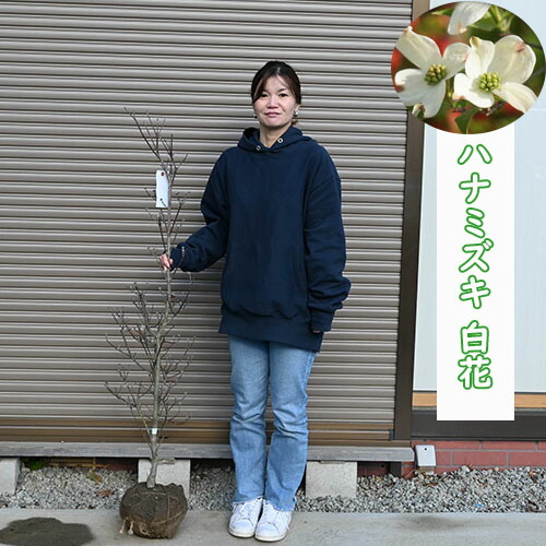 2026年開花苗 ハナミズキ 白花 寝巻苗 クラウドナイン 大苗 花水木 シンボルツリー