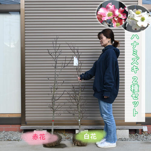 2026年開花 ハナミズキ2種セット 赤花 白花 苗木 寝巻き 贈り物に 花水木 お誕生日プレゼント