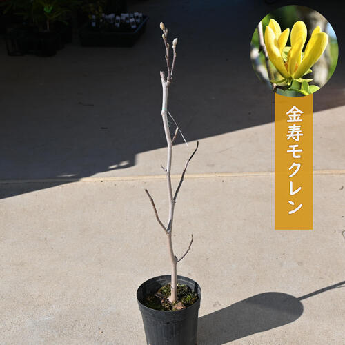 楽天市場】2024年4月上旬開花中 ハイブリッドモクレン 苗木 ジェニー