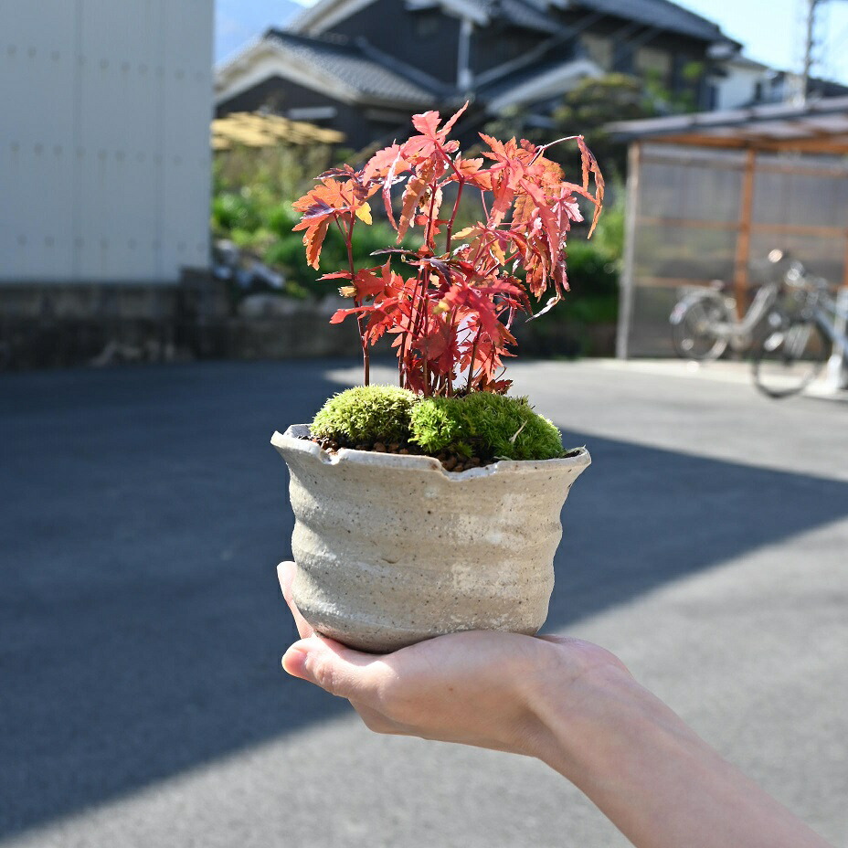 楽天市場】2024年9月秋の風情を感じる盆栽 イロハモミジ ホトトギス