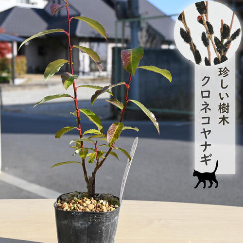 楽天市場】ネコヤナギ ピンクパールネコヤナギ 3寸ポット植え ねこ
